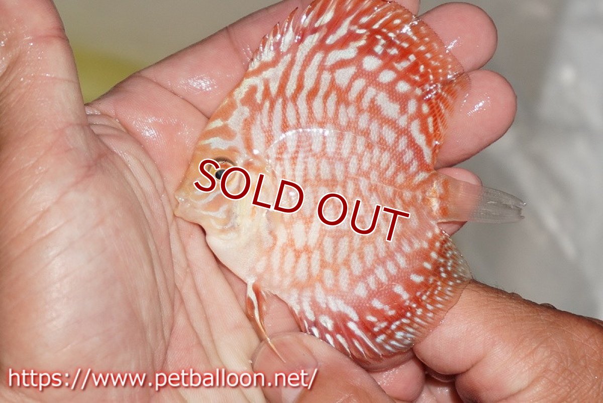 画像3: 【ディスカス】【ディスカス】【通販】スーパーレッドジャガー ハイフォーム3匹【サンプル画像】7-8cm（生体）マレーシア　NAディスカスファーム (3)