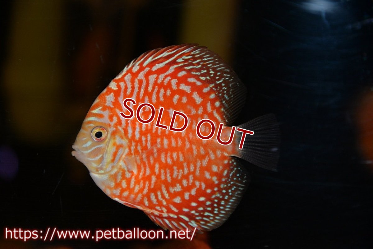 画像1: 【ディスカス】【ディスカス】【通販】スーパーレッドジャガー ハイフォーム5匹【サンプル画像】7-8cm（生体）マレーシア　NAディスカスファーム (1)