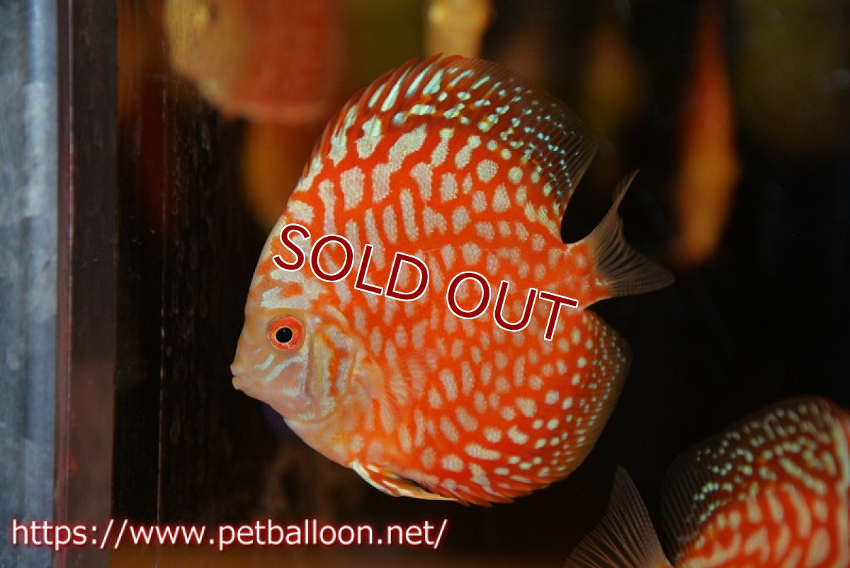 画像2: 【ディスカス】【ディスカス】【通販】スーパーレッドジャガー ハイフォーム5匹【サンプル画像】7-8cm（生体）マレーシア　NAディスカスファーム (2)