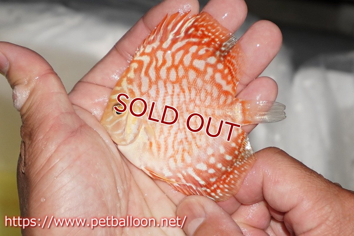 画像4: 【ディスカス】【ディスカス】【通販】スーパーレッドジャガー ハイフォーム5匹【サンプル画像】7-8cm（生体）マレーシア　NAディスカスファーム (4)