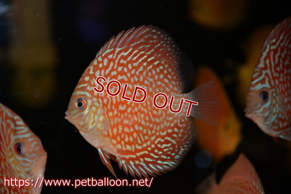 画像2: 【ディスカス】【通販】スターライトギャラクシー　ハイフォーム1匹【サンプル画像】7-8cm（生体）マレーシア　NAディスカスファーム (2)