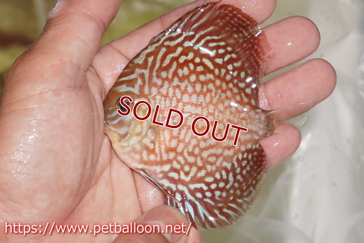 画像4: 【ディスカス】【通販】スターライトギャラクシー　ハイフォーム1匹【サンプル画像】7-8cm（生体）マレーシア　NAディスカスファーム (4)