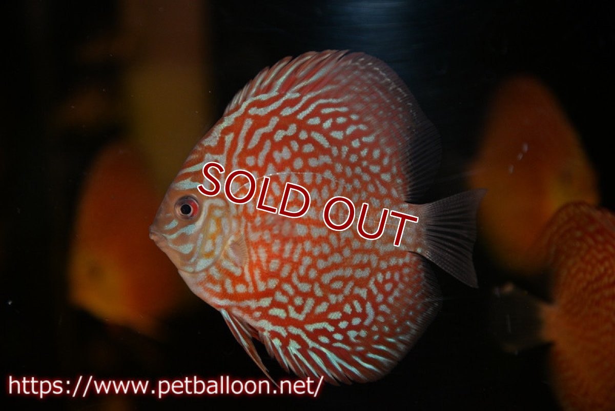 画像3: 【ディスカス】【通販】スターライトギャラクシー　ハイフォーム3匹【サンプル画像】7-8cm（生体）マレーシア　NAディスカスファーム (3)