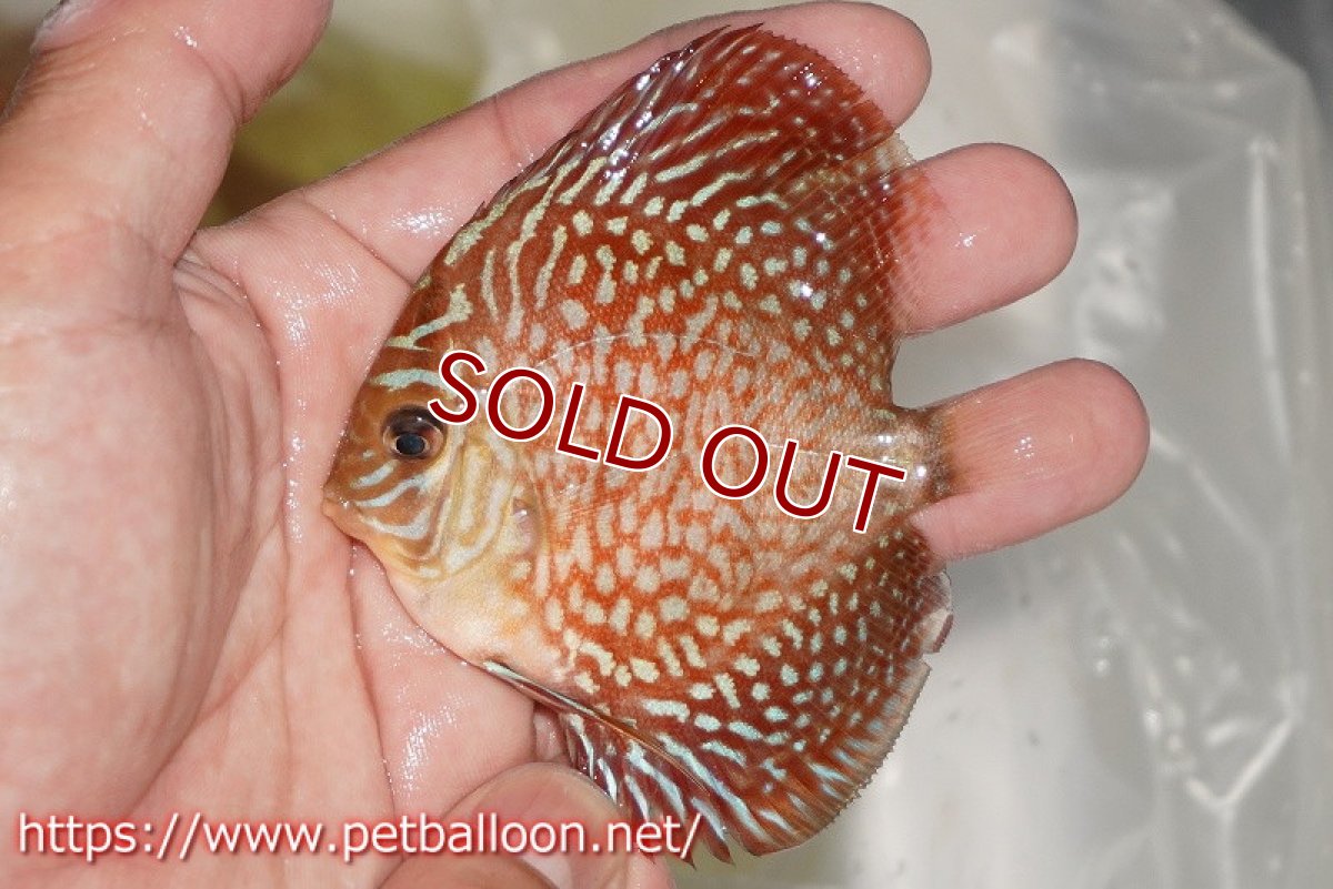 画像5: 【ディスカス】【通販】スターライトギャラクシー　ハイフォーム3匹【サンプル画像】7-8cm（生体）マレーシア　NAディスカスファーム (5)