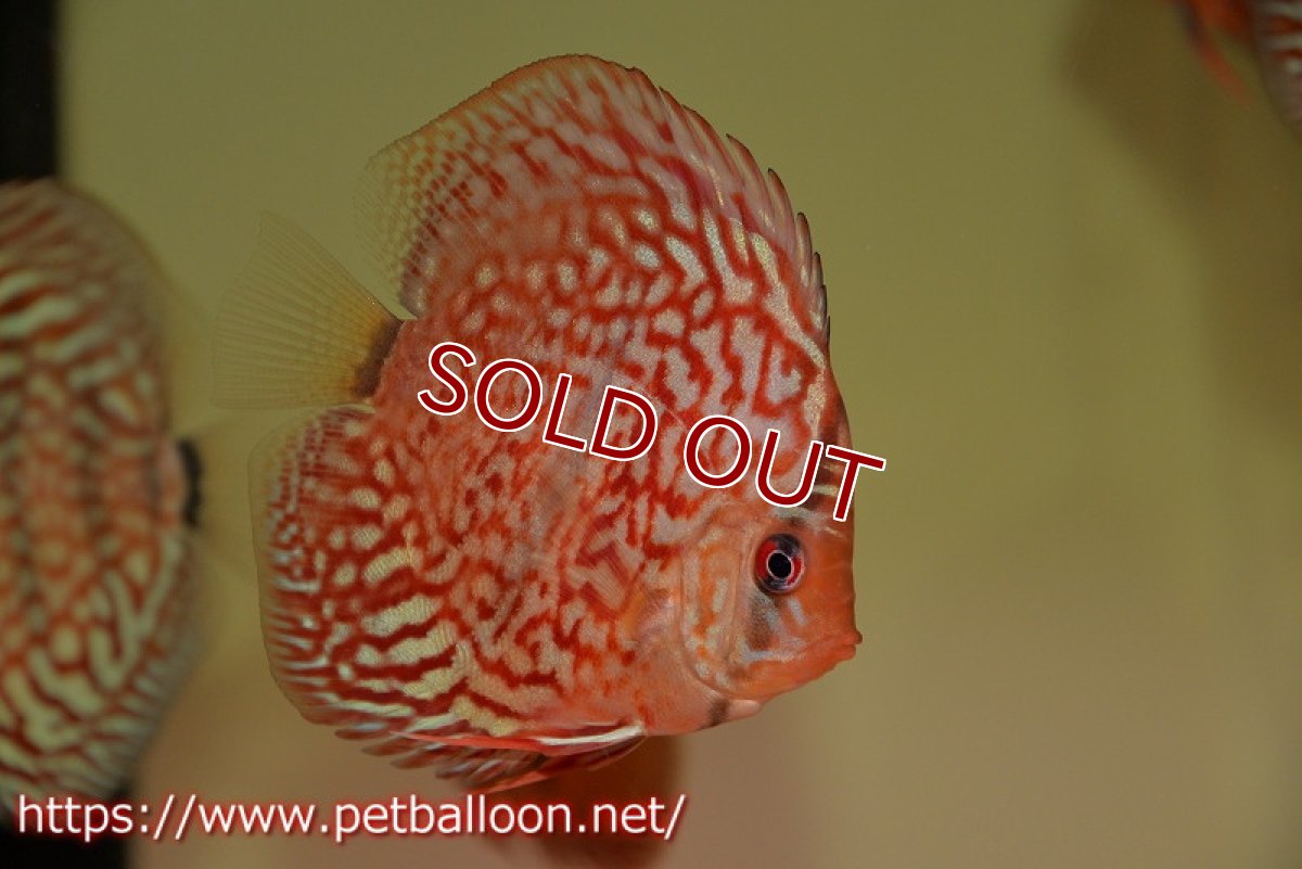 画像2: 【ディスカス】【通販】メイズターコイズセンターバー1匹【サンプル画像】8-9cm（生体） (2)