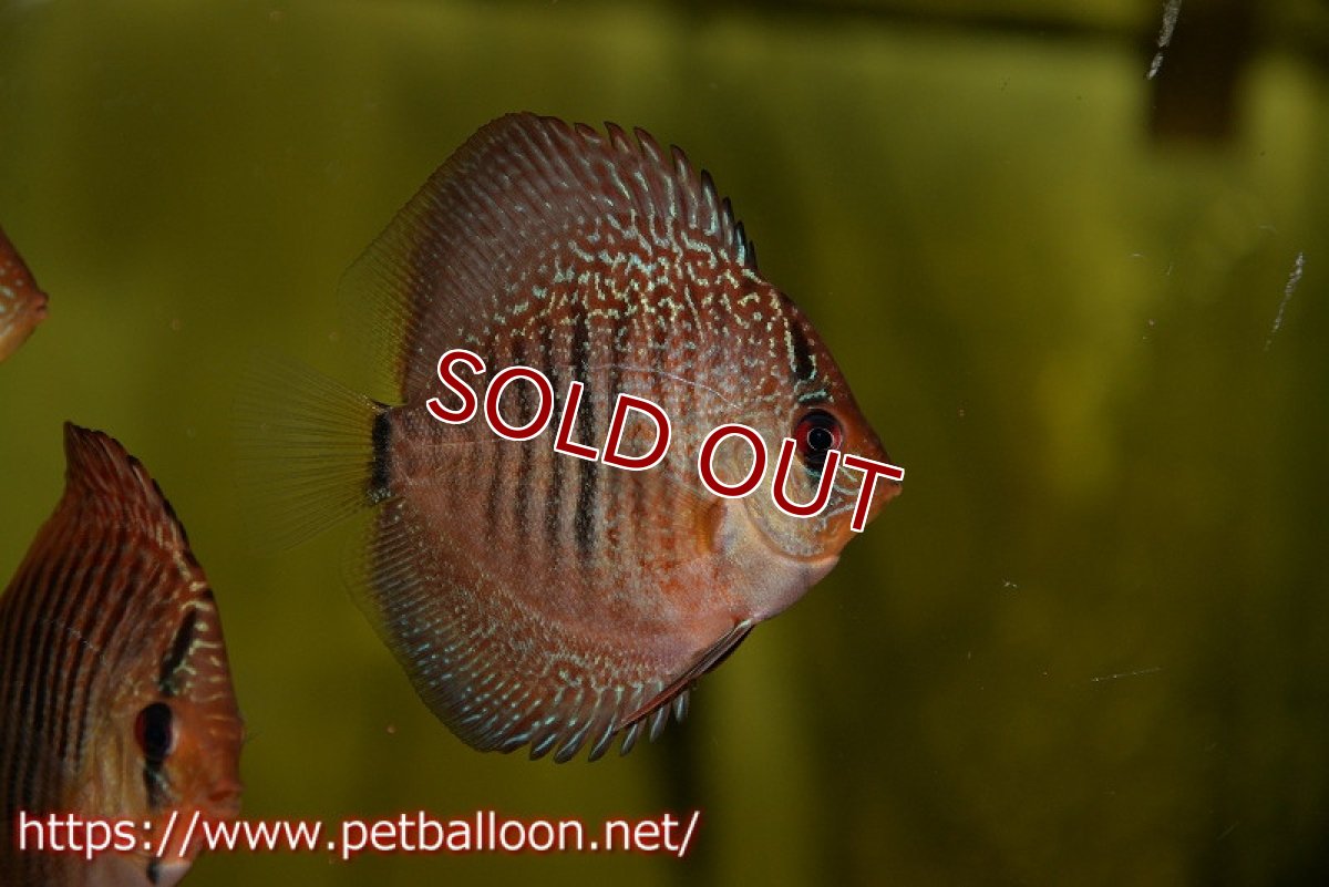 画像2: 【ディスカス】【通販】【特価品】オリエンタルドリーム3匹【サンプル画像】5-6cm（生体） (2)