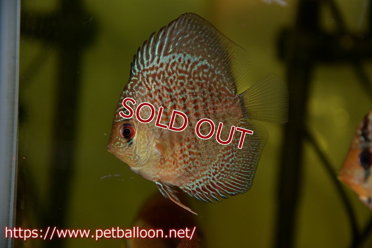 画像1: 【決算セール クーポンご利用で更に10％OFF対象商品】【ディスカス】【通販】【特価品】オリエンタルドリーム5匹【サンプル画像】5-6cm（生体） (1)