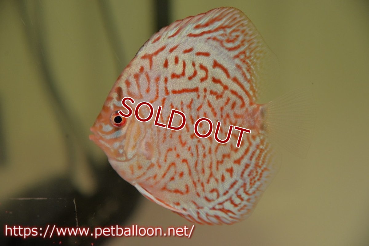 画像2: 【ディスカス】【通販】スーパーブルーレオパード1匹【サンプル画像】9cm（生体） (2)