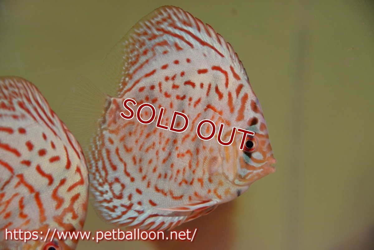 画像3: 【ディスカス】【通販】スーパーブルーレオパード3匹【サンプル画像】9cm（生体） (3)