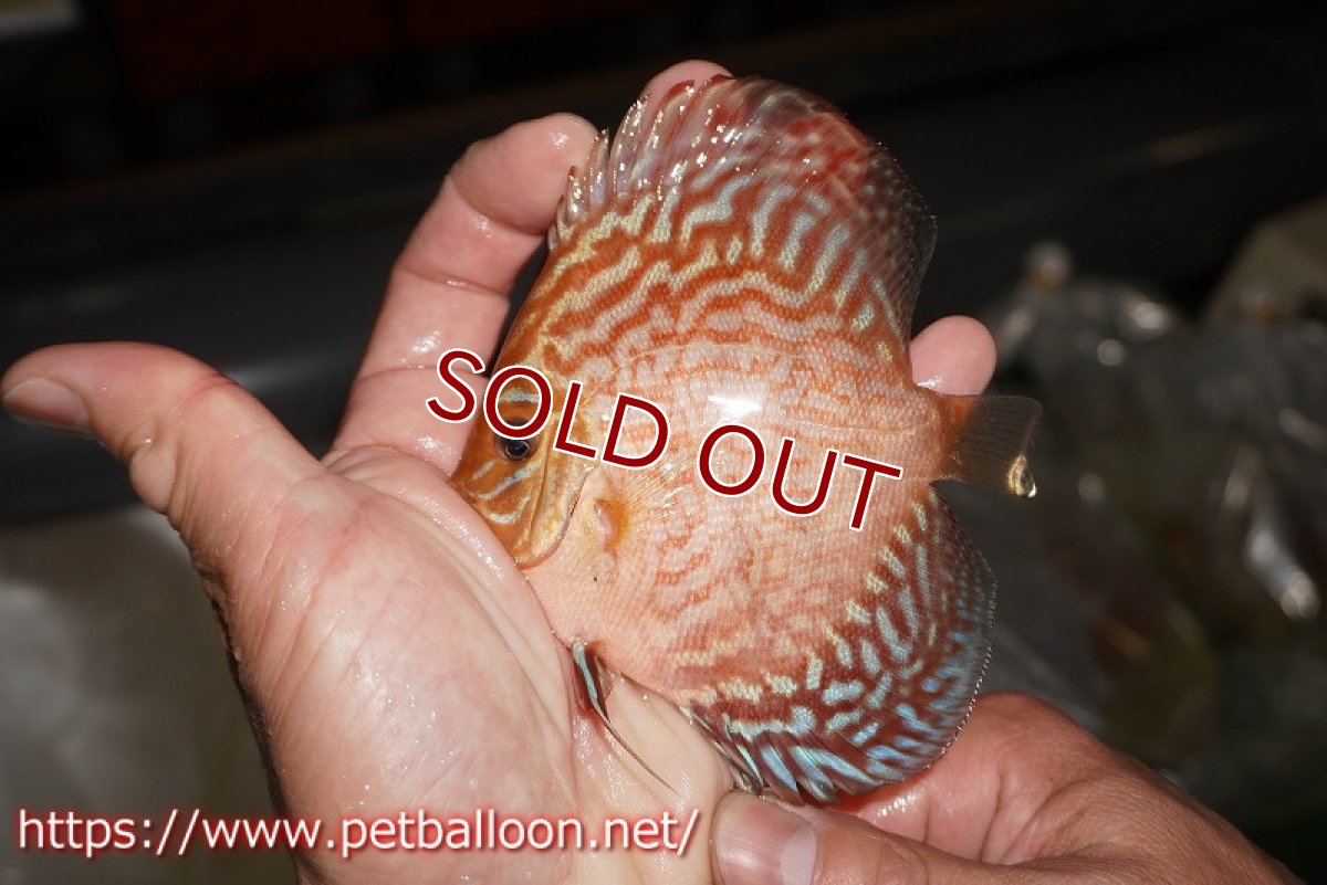 画像4: 【ディスカス】【通販】ジャイアントジャーマンレッドターコイズ（ハイフォーム）1匹【サンプル画像】9cm（生体）マレーシア　NAディスカスファーム (4)