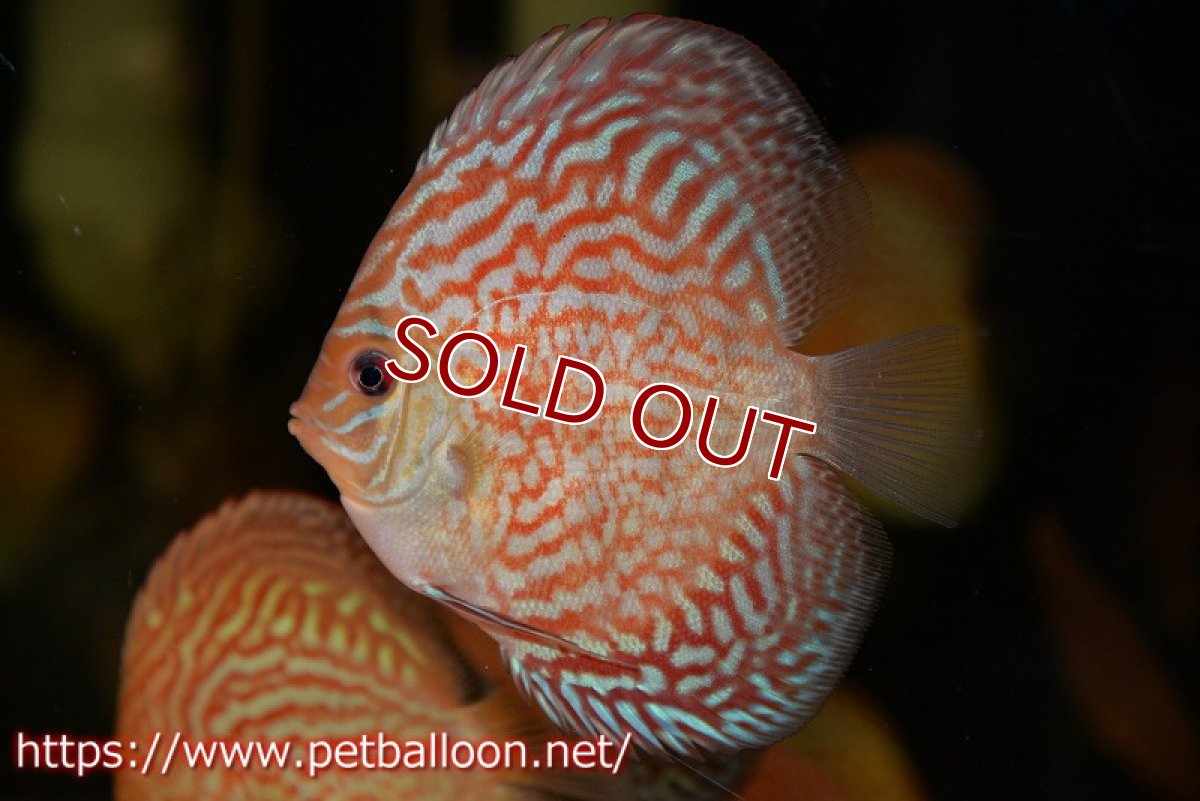 画像2: 【ディスカス】【通販】ジャイアントジャーマンレッドターコイズ（ハイフォーム）5匹【サンプル画像】9cm（生体）マレーシア　NAディスカスファーム (2)