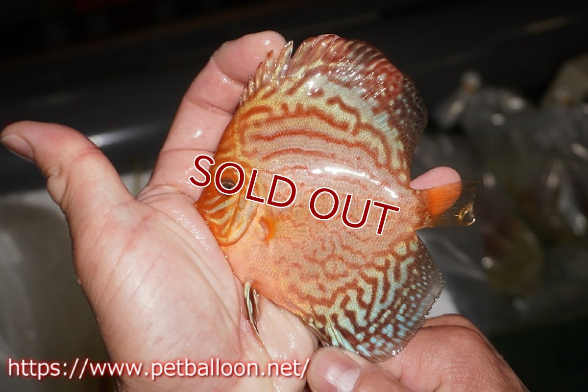 画像3: 【ディスカス】【通販】ジャイアントジャーマンレッドターコイズ（ハイフォーム）5匹【サンプル画像】9cm（生体）マレーシア　NAディスカスファーム (3)