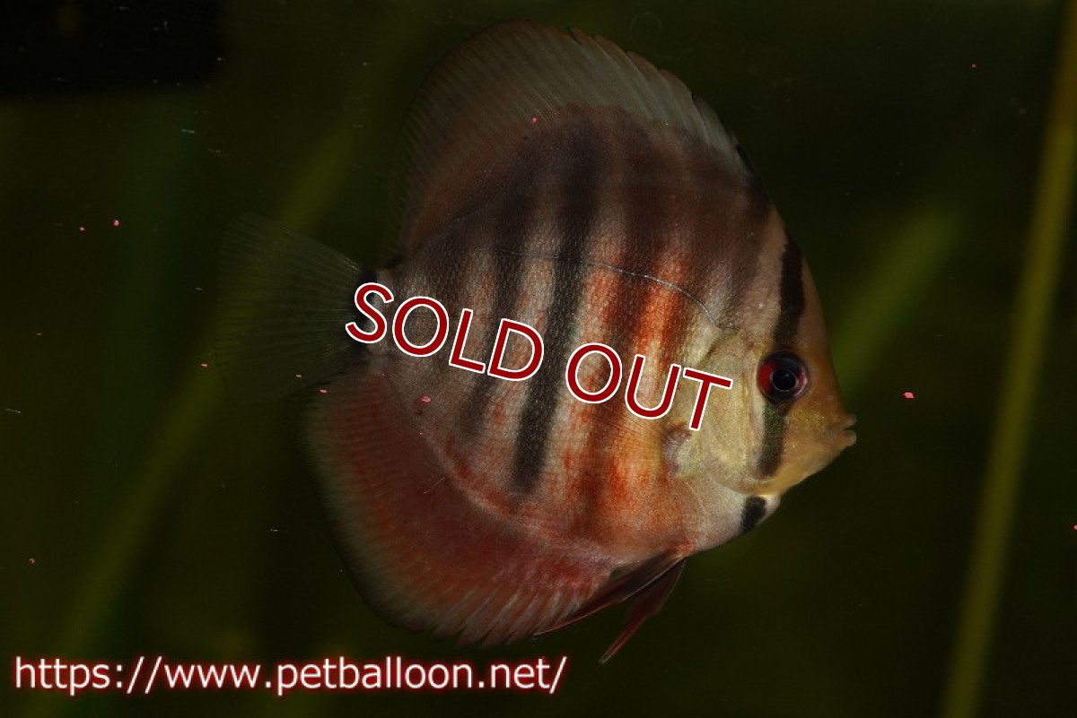 画像2: 【ディスカス】【通販】イサレッド5匹【サンプル画像】5-6cm（生体）（入門用にオススメの稚魚サイズ） (2)