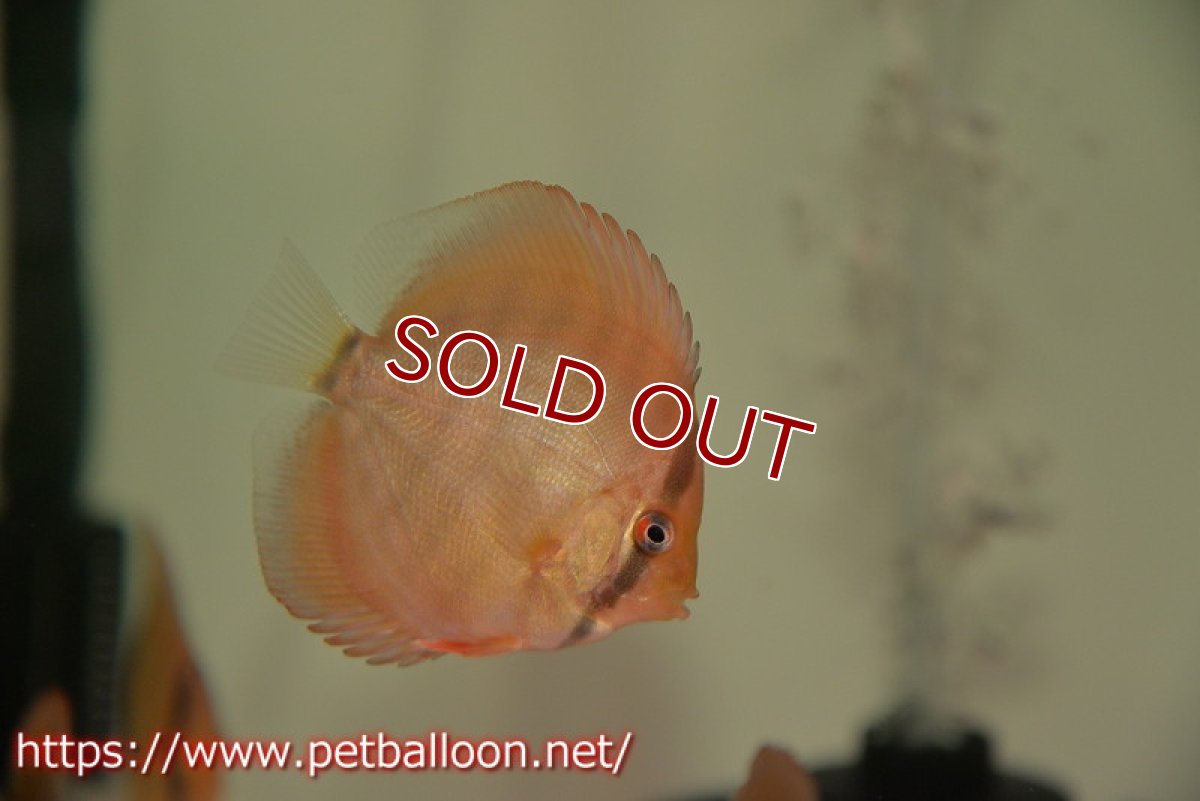 画像2: 【ディスカス】【通販】【国産ブリード】アッパーテフェロイヤルグリーン(wild ♂)×ラーゴパラコニブラッドレッドF2(breed ♀)3匹【サンプル画像】5-6cm(生体)【籠谷氏ブリード個体) (2)