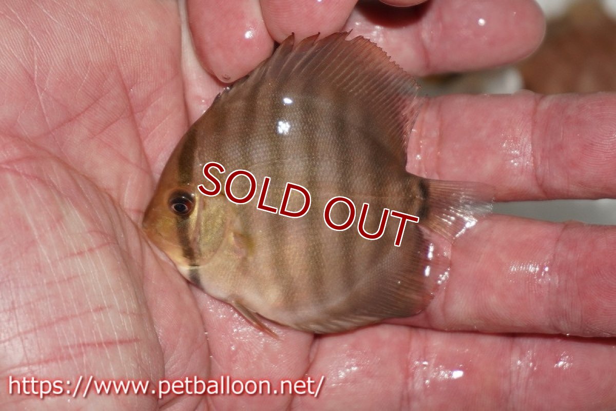 画像3: 【ディスカス】【通販】【国産ブリード】アッパーテフェロイヤルグリーン(wild ♂)×ラーゴパラコニブラッドレッドF2(breed ♀)3匹【サンプル画像】5-6cm(生体)【籠谷氏ブリード個体) (3)