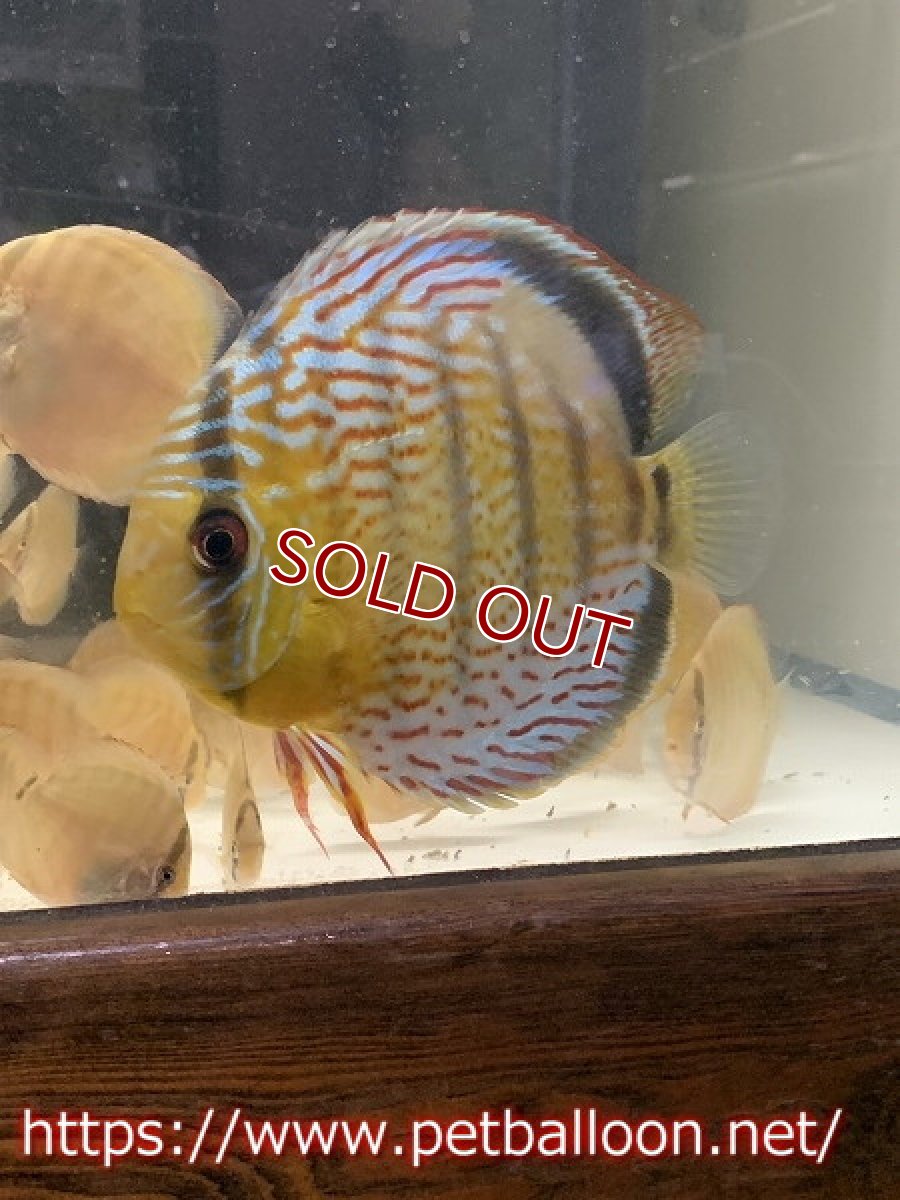 画像6: 【ディスカス】【通販】【国産ブリード】アッパーテフェロイヤルグリーン(wild ♂)×ラーゴパラコニブラッドレッドF2(breed ♀)3匹【サンプル画像】5-6cm(生体)【籠谷氏ブリード個体) (6)