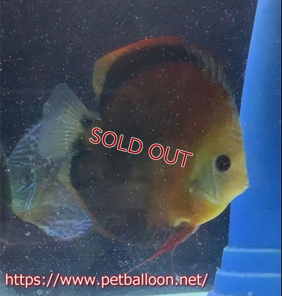 画像7: 【ディスカス】【通販】【国産ブリード】アッパーテフェロイヤルグリーン(wild ♂)×ラーゴパラコニブラッドレッドF2(breed ♀)5匹【サンプル画像】5-6cm(生体)【籠谷氏ブリード個体) (7)