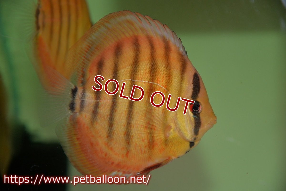 画像3: 【ディスカス】【通販】【激レア　生後半年前後】アッパーテフェロイヤルグリーン(wild ♂)×ラーゴパラコニブラッドレッドF2(breed ♀)1匹【サンプル画像】9-10ｃｍ（生体）【籠谷氏ブリード個体） (3)