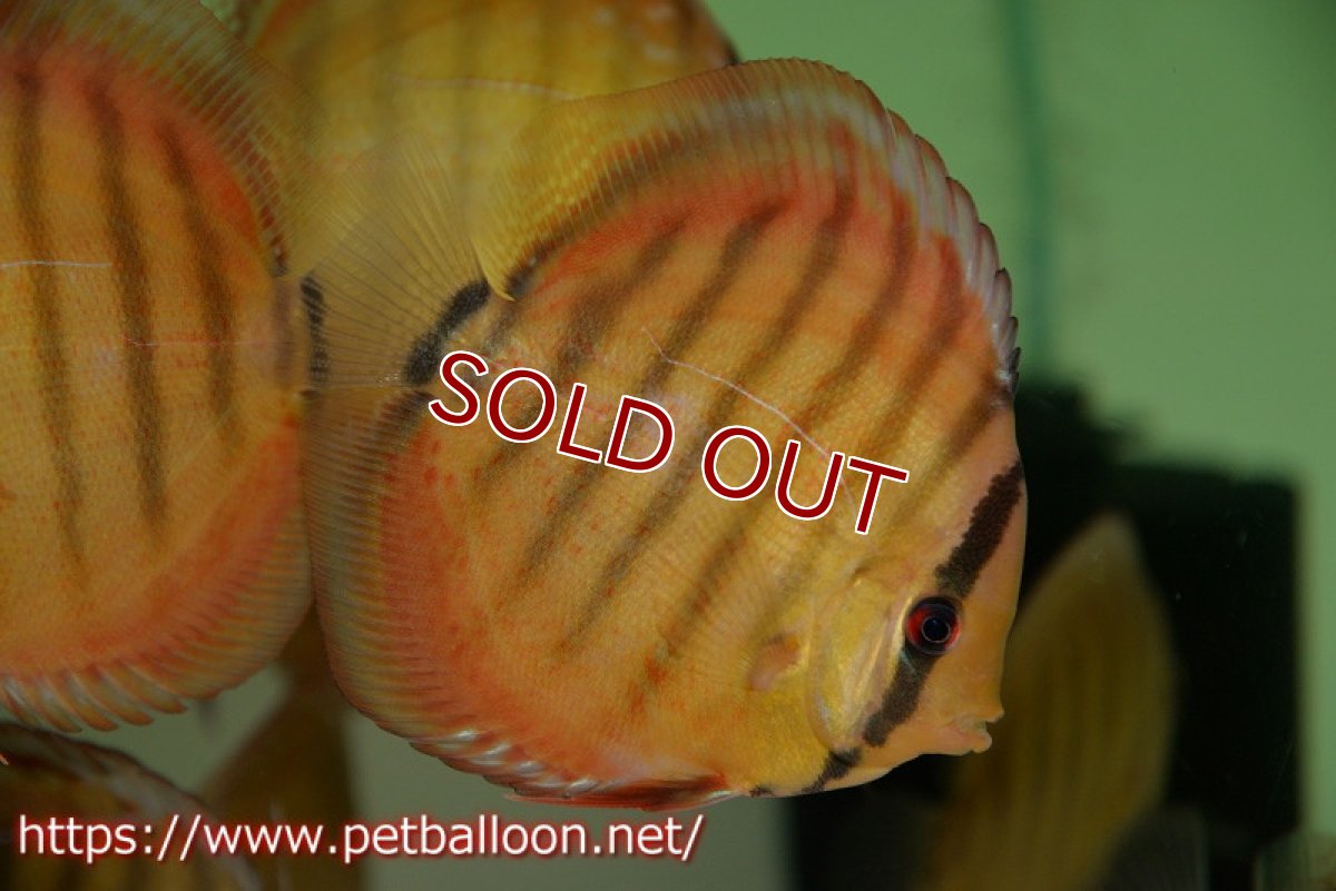 画像4: 【ディスカス】【通販】【激レア　生後半年前後】アッパーテフェロイヤルグリーン(wild ♂)×ラーゴパラコニブラッドレッドF2(breed ♀)1匹【サンプル画像】9-10ｃｍ（生体）【籠谷氏ブリード個体） (4)