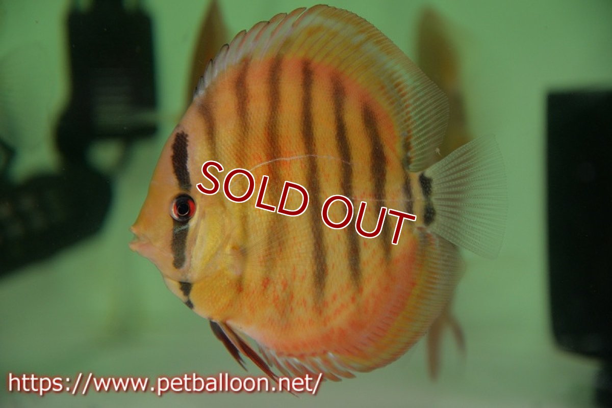 画像6: 【ディスカス】【通販】【激レア　生後半年前後】アッパーテフェロイヤルグリーン(wild ♂)×ラーゴパラコニブラッドレッドF2(breed ♀)1匹【サンプル画像】9-10ｃｍ（生体）【籠谷氏ブリード個体） (6)