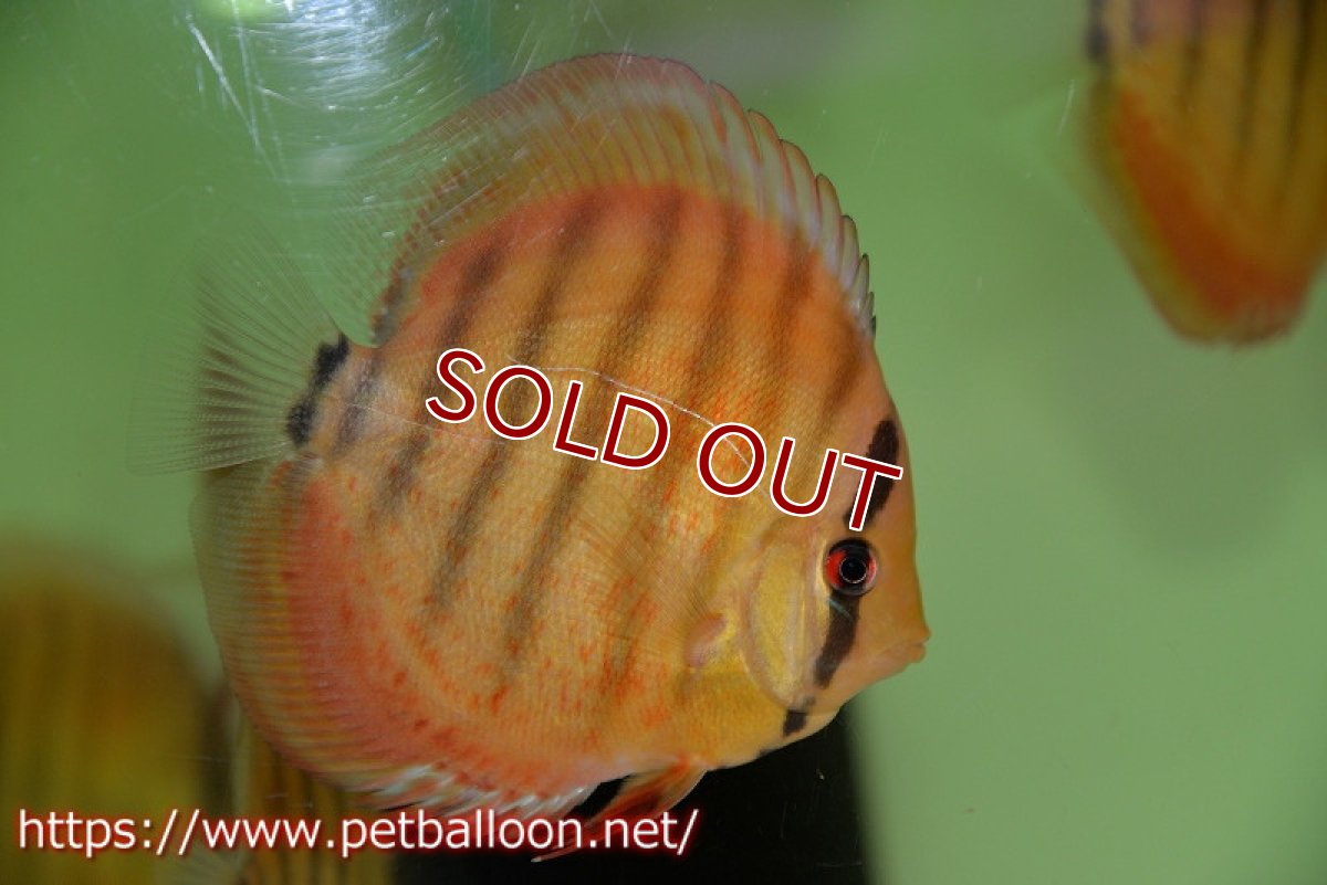 画像2: 【ディスカス】【ディスカス】【通販】【激レア 生後半年前後】アッパーテフェロイヤルグリーン(wild ♂)×ラーゴパラコニブラッドレッドF2(breed ♀)2匹【サンプル画像】9-10cm(生体)【籠谷氏ブリード個体) (2)