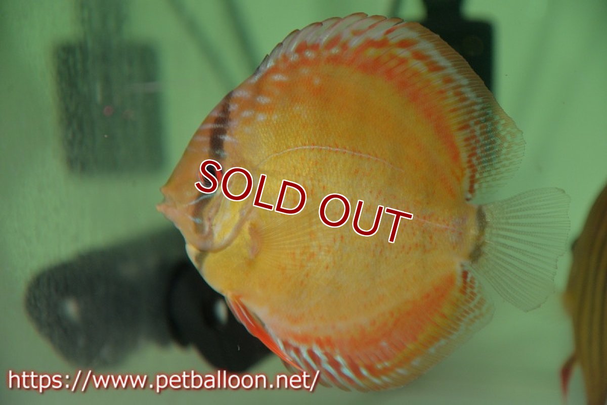 画像5: 【ディスカス】【ディスカス】【通販】【激レア 生後半年前後】アッパーテフェロイヤルグリーン(wild ♂)×ラーゴパラコニブラッドレッドF2(breed ♀)2匹【サンプル画像】9-10cm(生体)【籠谷氏ブリード個体) (5)