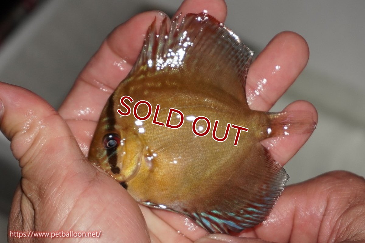 画像5: 【ディスカス】【通販】【激レアワイルドクロス】【国産ブリード】北岸アレンカークリペアクロスヨーロッパ産ロートターキス1匹【サンプル画像】7-8cm(生体)【越中の雄 作出】 (5)