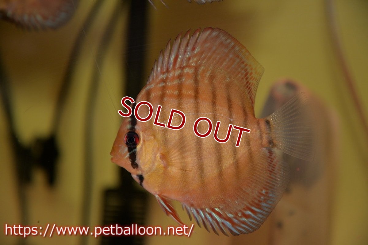 画像2: 【ディスカス】【通販】【激レアワイルドクロス】【国産ブリード】北岸アレンカークリペアクロスヨーロッパ産ロートターキス5匹【サンプル画像】7-8cm(生体)【越中の雄 作出】 (2)