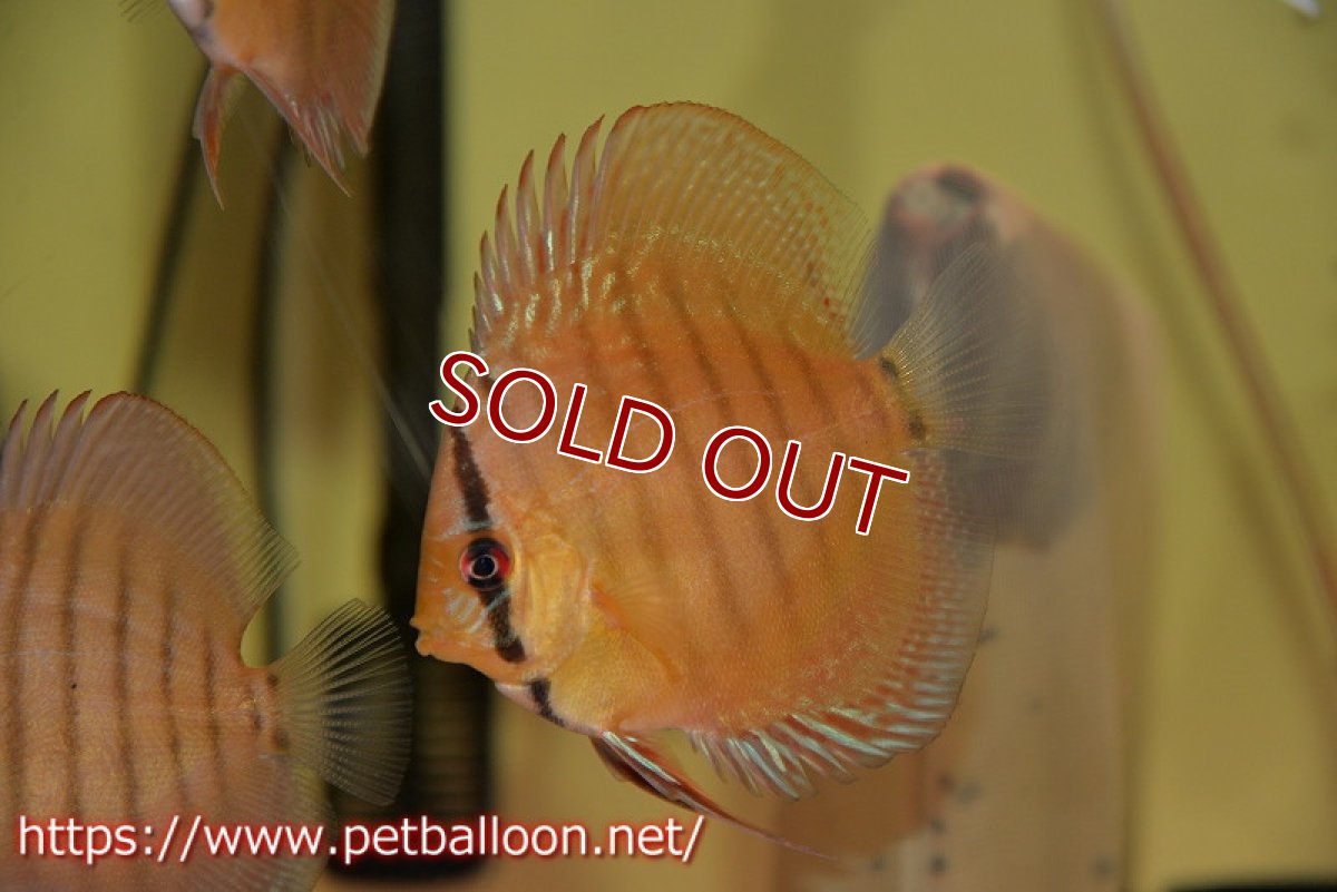 画像3: 【ディスカス】【通販】【激レアワイルドクロス】【国産ブリード】北岸アレンカークリペアクロスヨーロッパ産ロートターキス8匹【サンプル画像】7-8cm(生体)【越中の雄 作出】 (3)