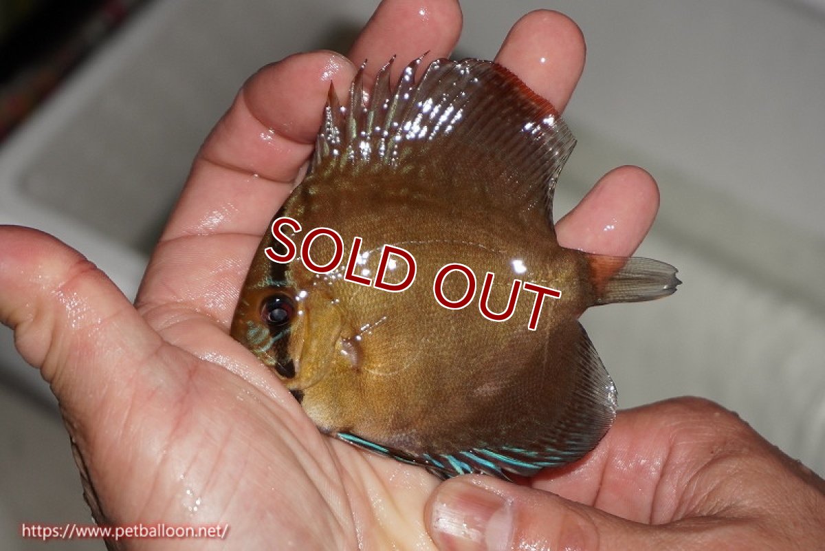 画像4: 【ディスカス】【通販】【激レアワイルドクロス】【国産ブリード】北岸アレンカークリペアクロスヨーロッパ産ロートターキス8匹【サンプル画像】7-8cm(生体)【越中の雄 作出】 (4)