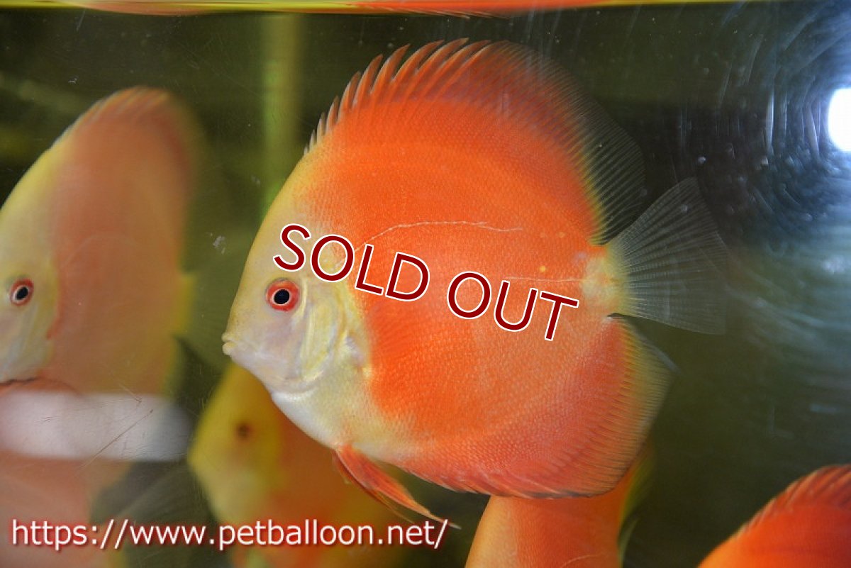 画像2: 【ディスカス】【通販】スーパーレッドクリスタル1匹【サンプル画像】8-9cm（生体）マレーシア　NAディスカスファーム (2)