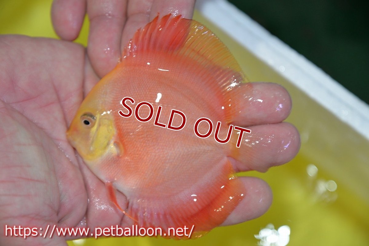 画像3: 【ディスカス】【通販】スーパーレッドクリスタル3匹【サンプル画像】8-9cm（生体）マレーシア　NAディスカスファーム (3)