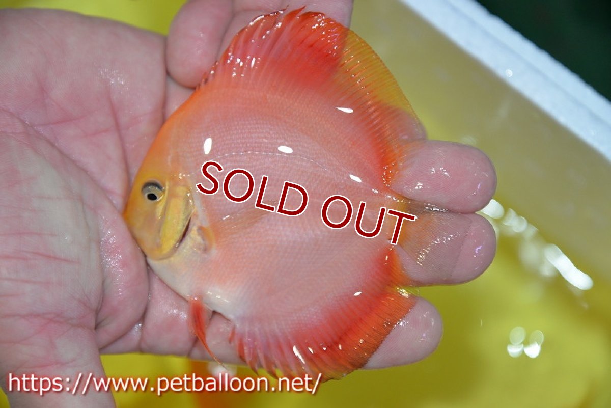 画像4: 【ディスカス】【ディスカス】【通販】スーパーレッドクリスタル5匹【サンプル画像】8-9cm（生体）マレーシア　NAディスカスファーム (4)