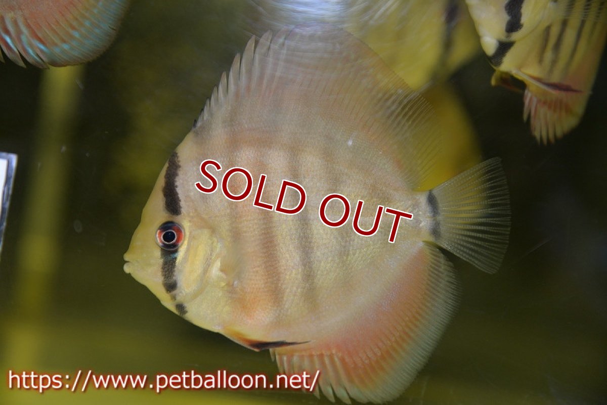 画像2: 【ディスカス】【通販】ラーゴイリピシレッドF3 クロス ラーゴパラコニブラッドレッドF2(タイプレッド)1匹【サンプル画像】8-9cm(生体)マレーシア KLディスカスファーム (2)