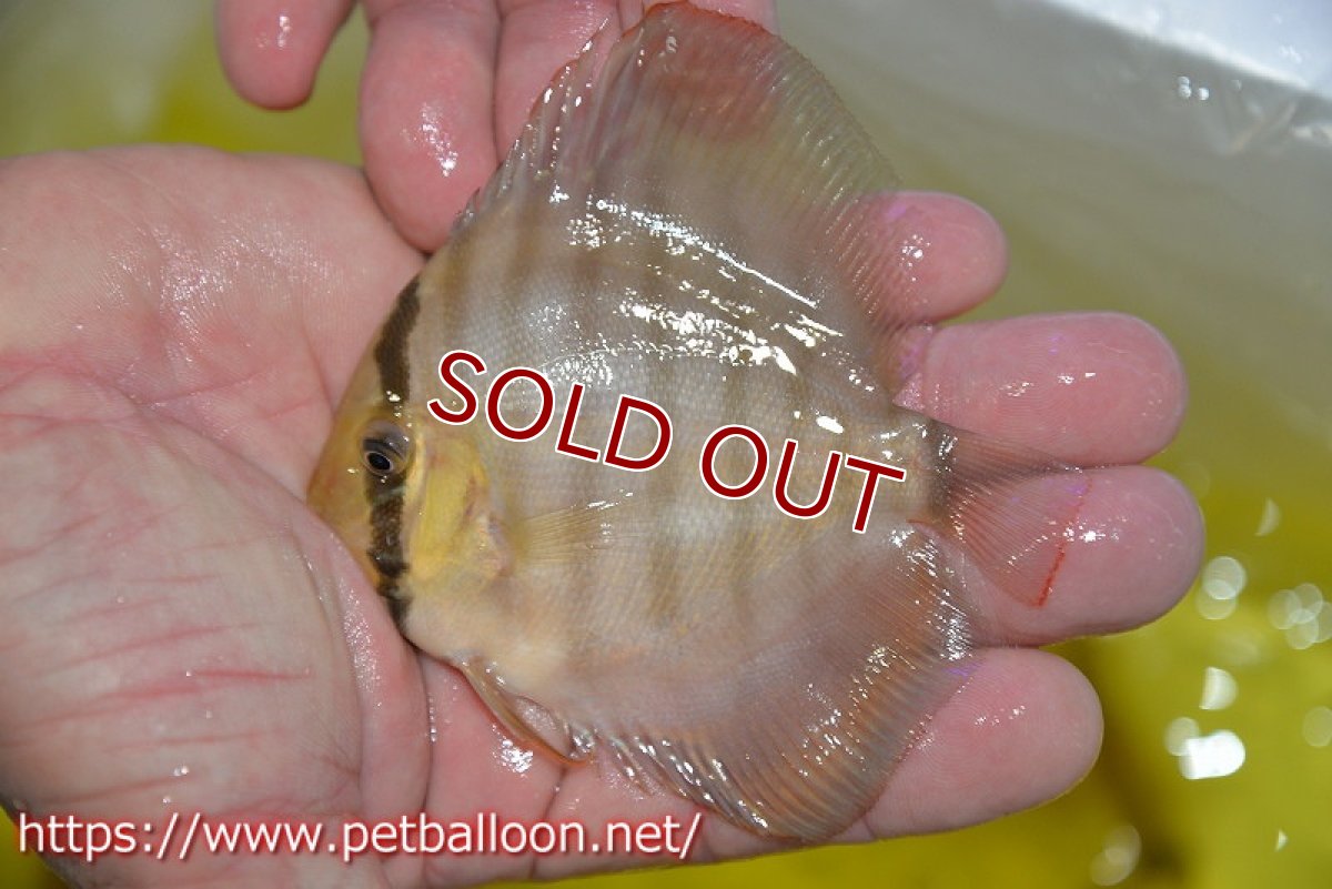 画像3: 【ディスカス】【通販】ラーゴイリピシレッドF3 クロス ラーゴパラコニブラッドレッドF2(タイプレッド)1匹【サンプル画像】8-9cm(生体)マレーシア KLディスカスファーム (3)