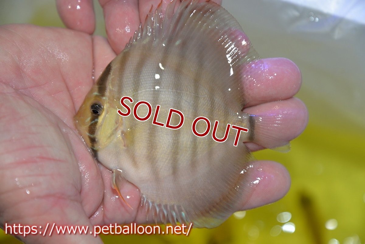 画像4: 【ディスカス】【通販】ラーゴイリピシレッドF3 クロス ラーゴパラコニブラッドレッドF2（タイプレッド）3匹【サンプル画像】8-9cm（生体）マレーシア　KLディスカスファーム (4)