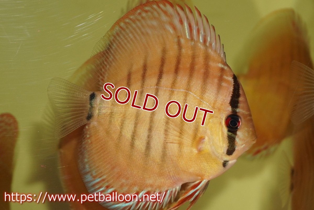 画像1: 【水槽スペース確保のため大特価】【ディスカス】【通販】【激レアワイルドクロス】【国産ブリード】ジャタプロイヤルクロスヨーロッパ産ロートターキス1匹【サンプル画像】9-10ｃｍ（生体）【越中の雄 作出】 (1)