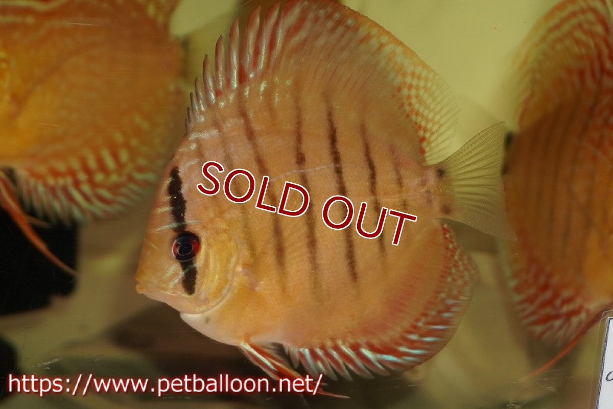 画像2: 【水槽スペース確保のため大特価】【ディスカス】【通販】【激レアワイルドクロス】【国産ブリード】ジャタプロイヤルクロスヨーロッパ産ロートターキス1匹【サンプル画像】9-10ｃｍ（生体）【越中の雄 作出】 (2)