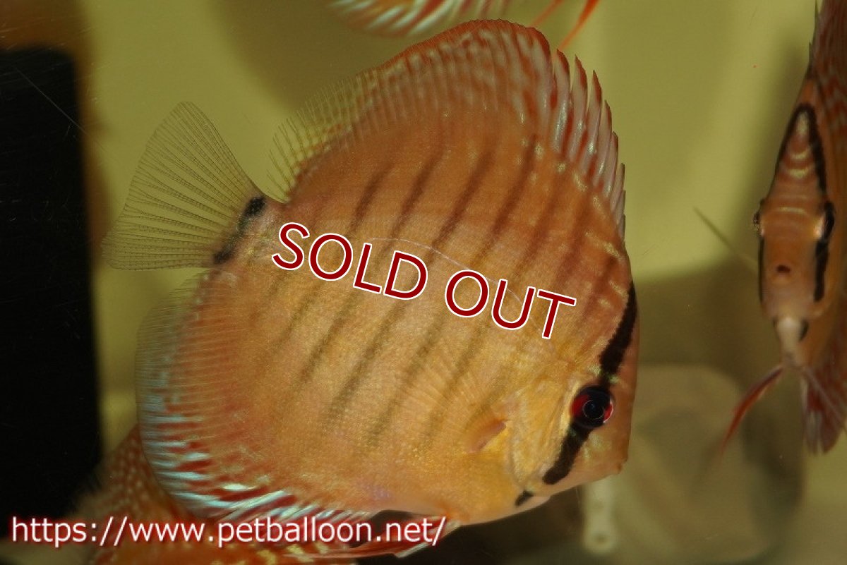 画像3: 【ディスカス】【通販】【激レアワイルドクロス】【国産ブリード】ジャタプロイヤルクロスヨーロッパ産ロートターキス3匹【サンプル画像】9-10ｃｍ（生体）【越中の雄 作出】 (3)