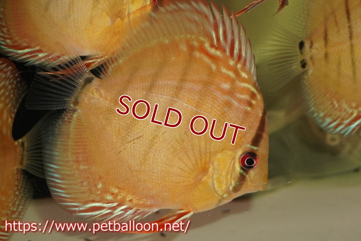 画像4: 【ディスカス】【通販】【激レアワイルドクロス】【国産ブリード】ジャタプロイヤルクロスヨーロッパ産ロートターキス3匹【サンプル画像】9-10ｃｍ（生体）【越中の雄 作出】 (4)