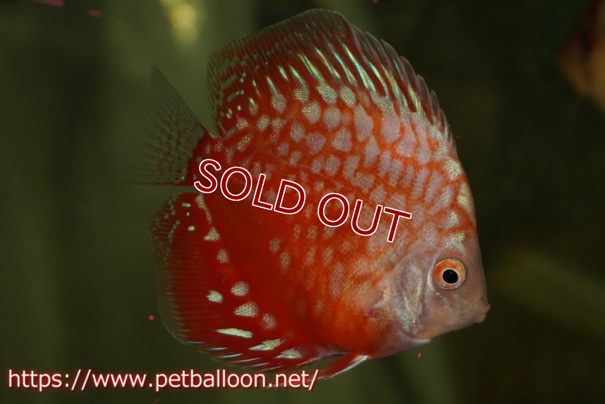 画像2: 【ディスカス】【ディスカス】【通販】【特価品】スターダストレッド3匹【サンプル画像】5-6cm（生体）（入門用にオススメの稚魚サイズ） (2)