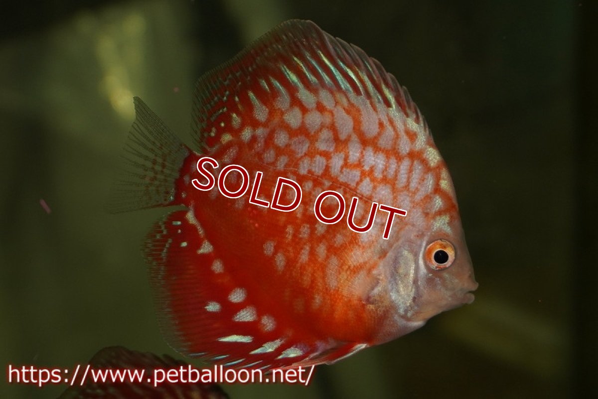 画像3: 【ディスカス】【ディスカス】【通販】【特価品】スターダストレッド5匹【サンプル画像】5-6cm（生体）（入門用にオススメの稚魚サイズ） (3)