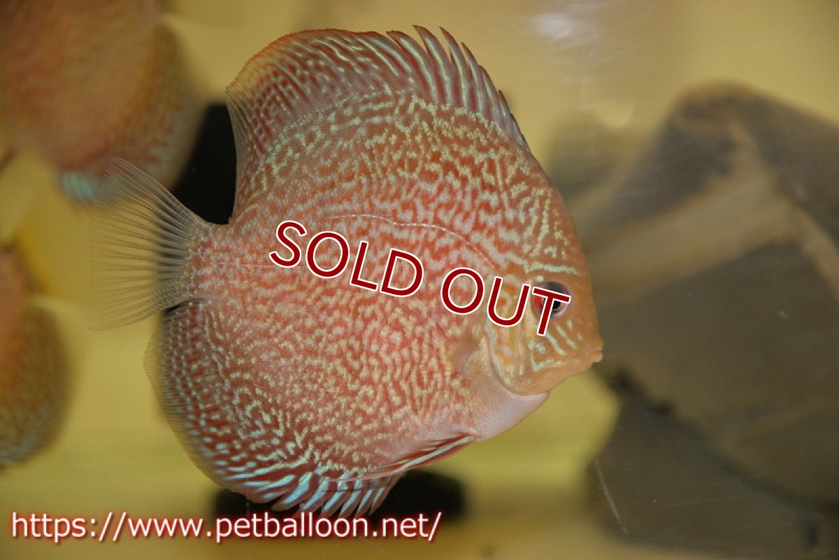 画像1: 【ディスカス】【ディスカス】【通販】ロイヤルレッドパールサクラ（ハイフォーム）3匹【サンプル画像】7-8cm（生体）マレーシア　NAディスカスファーム (1)