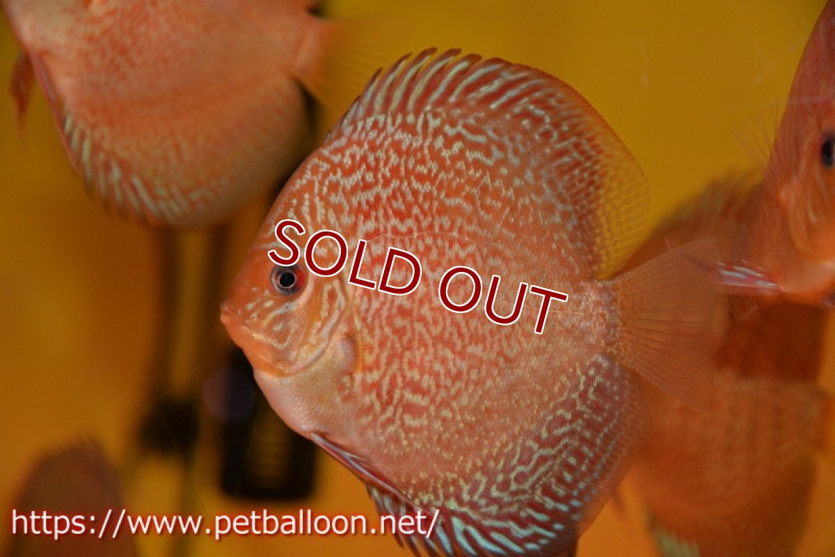 画像2: 【ディスカス】【ディスカス】【通販】ロイヤルレッドパールサクラ（ハイフォーム）3匹【サンプル画像】7-8cm（生体）マレーシア　NAディスカスファーム (2)