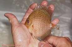 画像2: 【ディスカス】【通販】ロイヤルレッドパールサクラ（ハイフォーム）3匹【サンプル画像】7-8cm（生体）マレーシア　NAディスカスファーム (2)