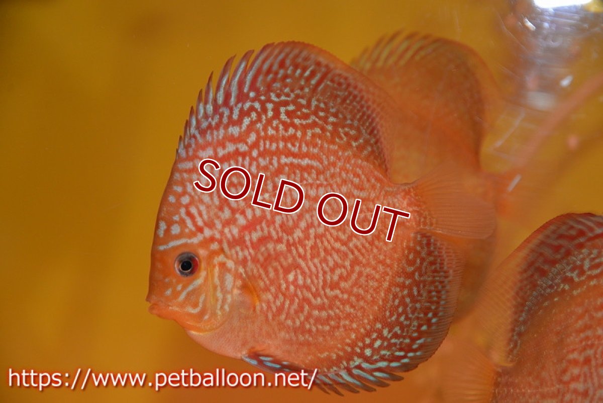 画像3: 【ディスカス】【ディスカス】【通販】ロイヤルレッドパールサクラ（ハイフォーム）5匹【サンプル画像】7-8cm（生体）マレーシア　NAディスカスファーム (3)