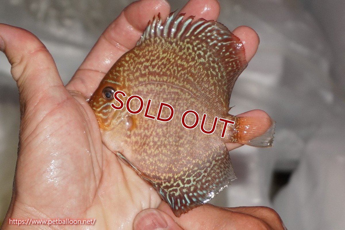 画像4: 【ディスカス】【ディスカス】【通販】ロイヤルレッドパールサクラ（ハイフォーム）5匹【サンプル画像】7-8cm（生体）マレーシア　NAディスカスファーム (4)