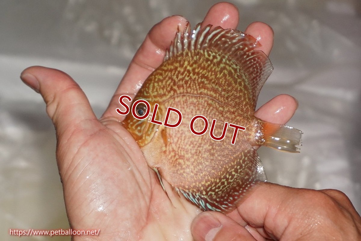 画像5: 【ディスカス】【ディスカス】【通販】ロイヤルレッドパールサクラ（ハイフォーム）5匹【サンプル画像】7-8cm（生体）マレーシア　NAディスカスファーム (5)