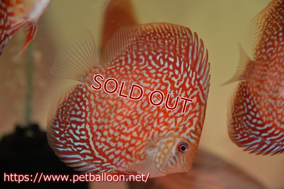 画像1: 【ウィンターセール クーポンご利用で更に10％OFF対象商品】【ディスカス】【通販】アルタムスターライトギャラクシー（ハイフォーム）1匹【サンプル画像】7-8cm（生体）マレーシア　NAディスカスファーム (1)
