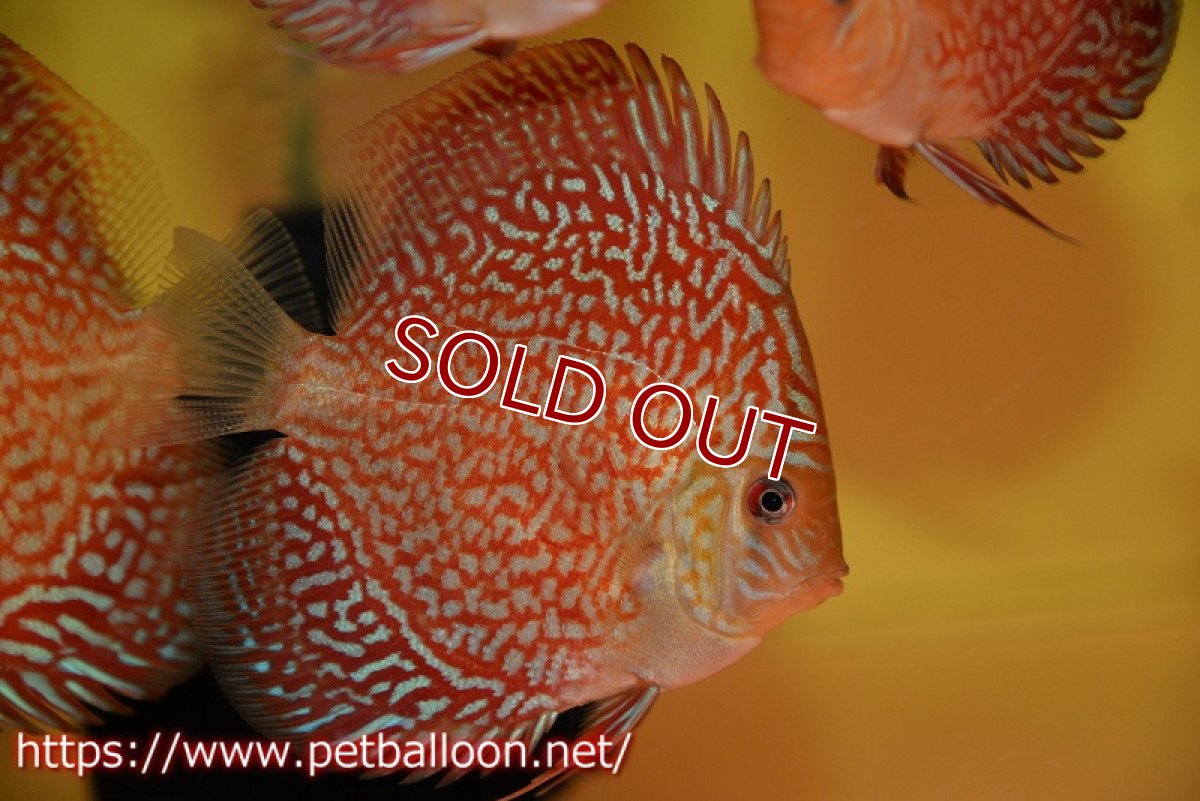 画像2: 【ウィンターセール クーポンご利用で更に10％OFF対象商品】【ディスカス】【通販】アルタムスターライトギャラクシー（ハイフォーム）3匹【サンプル画像】7-8cm（生体）マレーシア　NAディスカスファーム (2)